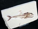 Killer Eurypholis Fossil Fish From Lebanon #9024-2